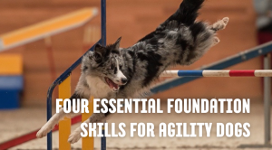 Four Essential Foundation Skills For Agility Dogs