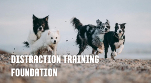 Distraction Training Foundations