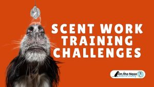 Scent Work Training Challenges