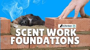 Scent Work Foundations
