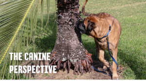 The Canine Perspective