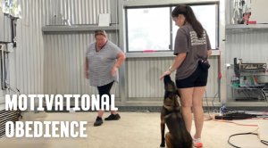 Louise Bayliss Motivational Obedience