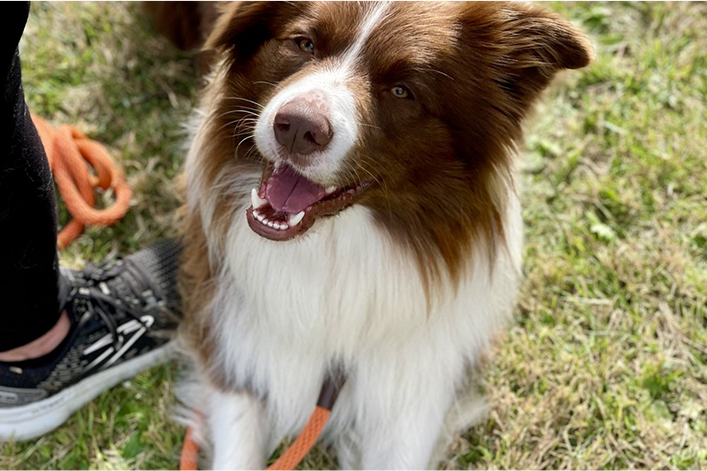 Dog Behavior & Communication Workshop