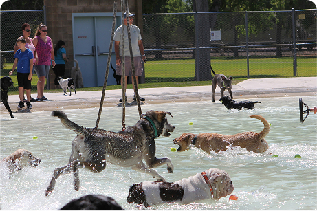 K9 Fitness & Agility Fun Run