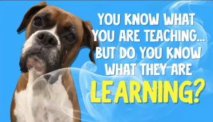 WEBINAR BUNDLE: You know what you are teaching... But do you know what they are learning?